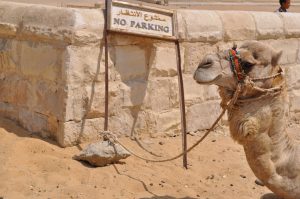 Kamel bei den Pyramiden, Foto: Afaf Askari