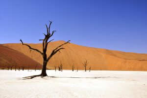 Baum in der Wüste, Foto: pixabay